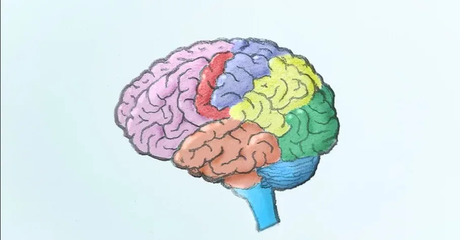6 Steps How to Draw a Brain Looks Like Real: Try It to Upgrade Your Skill 7 how to draw a brain