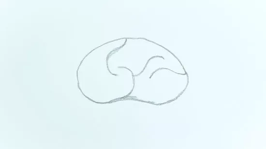 6 Steps How to Draw a Brain Looks Like Real: Try It to Upgrade Your Skill 3 how to draw a brain